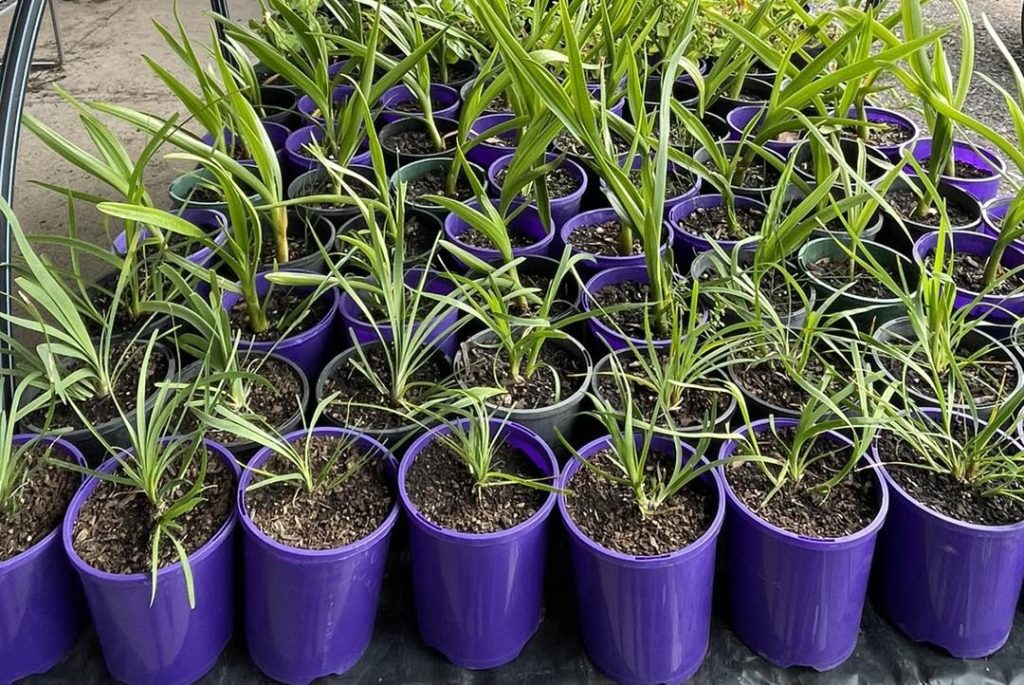 Plants growing at Gumbaralarng Nursery, Jerrinja